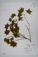 青楓藏品圖，第1張