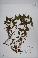 尖葉槭藏品圖，第1張