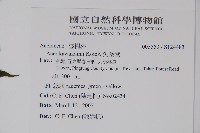 尖葉槭藏品圖，第2張