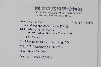 樟葉槭, 飛蛾子樹藏品圖，第5張