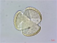 樟葉槭, 飛蛾子樹藏品圖，第2張