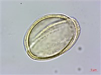 樟葉槭, 飛蛾子樹藏品圖，第3張