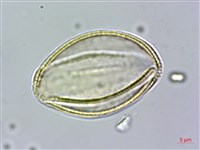 樟葉槭, 飛蛾子樹藏品圖，第4張