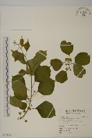 大葉南蛇藤藏品圖，第1張