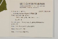 大葉南蛇藤藏品圖，第2張