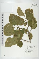 柿、柿仔、紅柿藏品圖，第1張