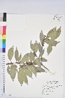 圓果青剛櫟藏品圖，第1張