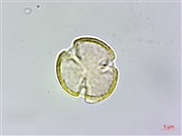 圓果青剛櫟藏品圖，第2張