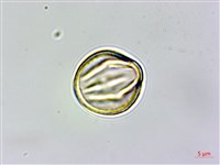 圓果青剛櫟藏品圖，第4張