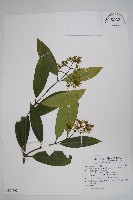 小錦蘭藏品圖，第1張