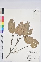 印度苦櫧藏品圖，第1張