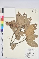 印度苦櫧藏品圖，第1張