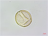 石月、橢圓葉石月藏品圖，第2張