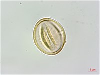 石月、橢圓葉石月藏品圖，第3張