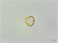 蓬萊藤藏品圖，第3張