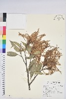 桂林栲藏品圖，第1張