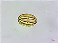 桂林栲藏品圖，第2張