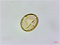 桂林栲藏品圖，第3張