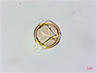 桂林栲藏品圖，第4張