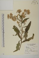 艾納香藏品圖，第1張