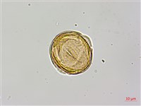 紅皮、葉下白、赤仔尾藏品圖，第2張