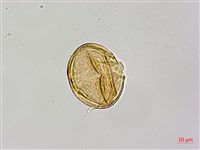 紅皮、葉下白、赤仔尾藏品圖，第3張