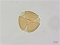 紅皮、葉下白、赤仔尾藏品圖，第4張