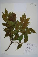 木蠟樹、山漆藏品圖，第1張