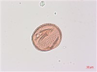 山香圓藏品圖，第1張