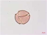 山香圓藏品圖，第2張