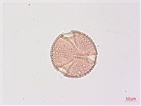 山香圓藏品圖，第3張