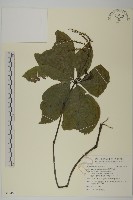 臺灣及己藏品圖，第1張