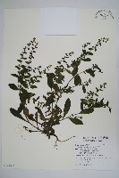 盾果草藏品圖，第1張