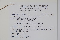 盾果草藏品圖，第2張