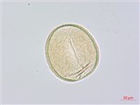 山寶鐸花藏品圖，第1張