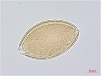 山寶鐸花藏品圖，第2張