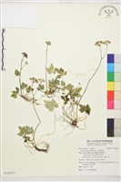 五葉黃連藏品圖，第1張