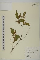 佩羅特木藏品圖，第1張