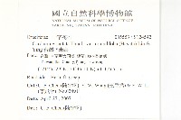 台灣碎米薺藏品圖，第2張