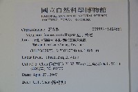 紅子莢迷藏品圖，第2張