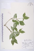 臺灣青莢葉藏品圖，第1張