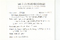 臺灣青莢葉藏品圖，第2張