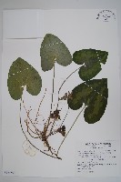 大花細辛、馬蹄香藏品圖，第1張