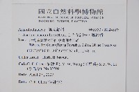 大花細辛、馬蹄香藏品圖，第2張