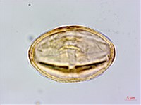 三葉山芹菜藏品圖，第2張