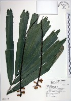 山棕藏品圖，第1張