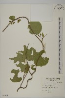 大葉南蛇藤藏品圖，第1張