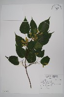 尖葉槭藏品圖，第1張