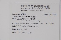 尖葉槭藏品圖，第2張