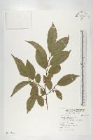 山紅柿藏品圖，第1張